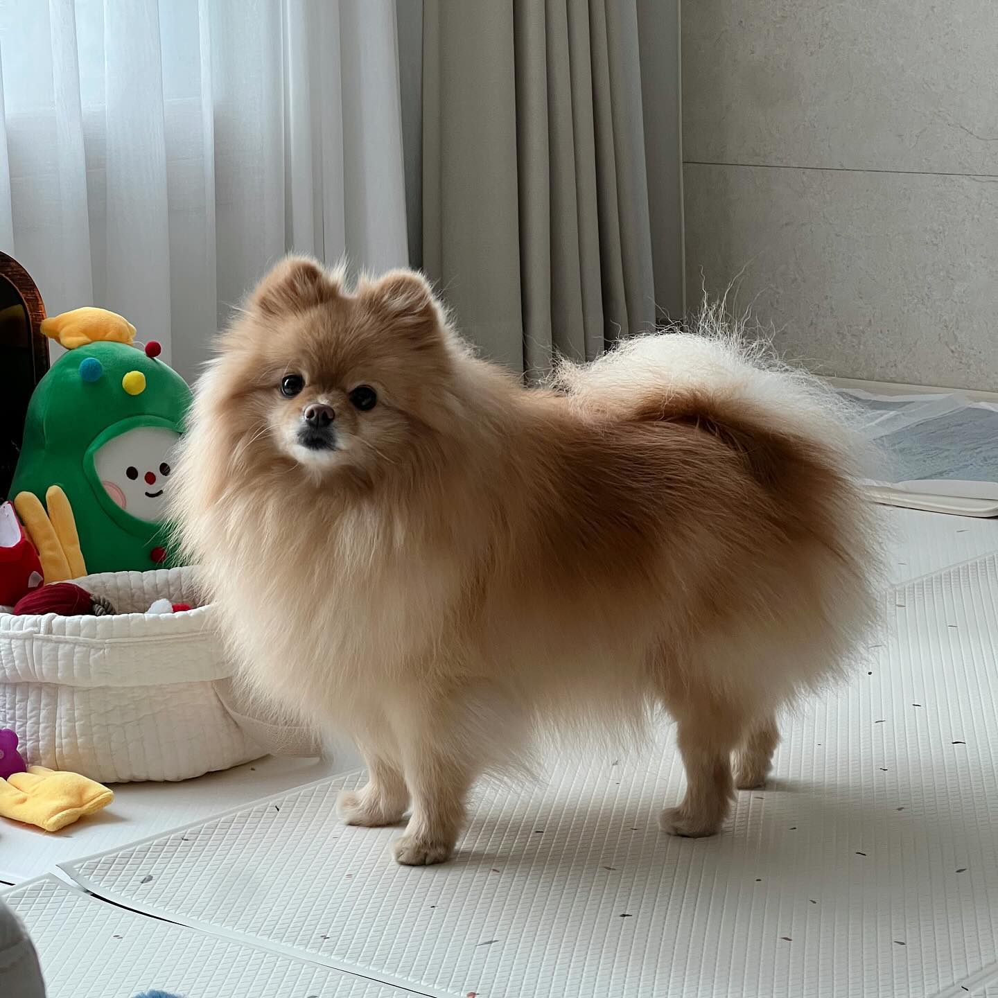 순하고, 잘생긴 강아지라고 엘베에서 칭찬 받았다✌🏻
#여잔데잘생김 #여자에요🐶