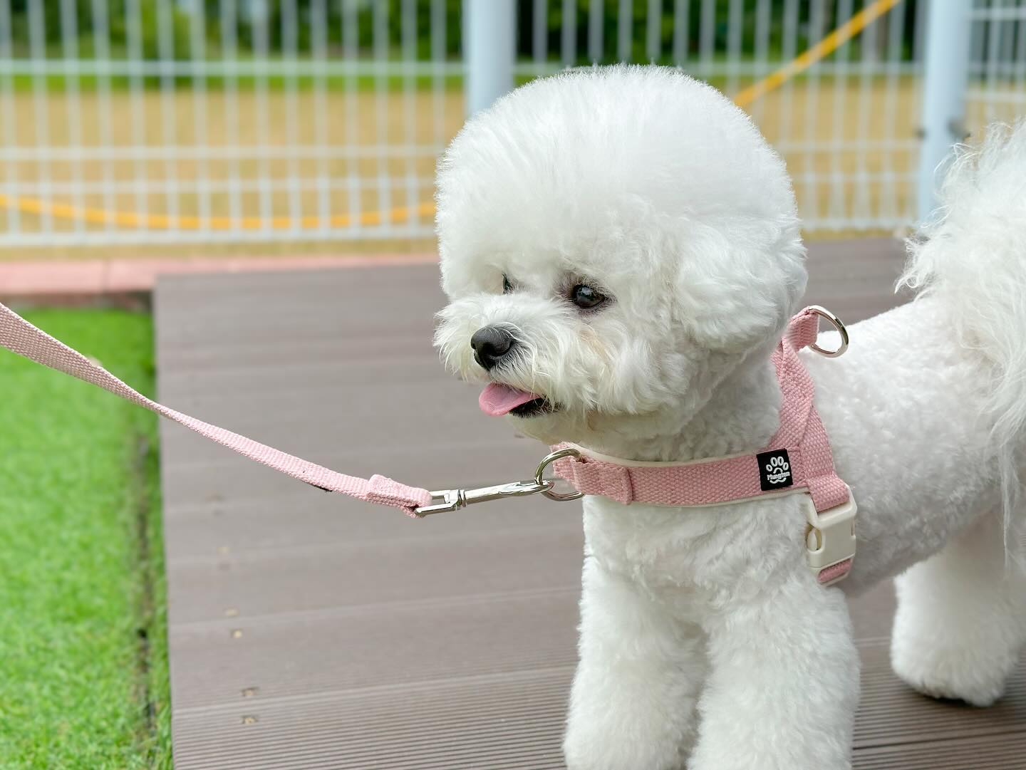 🎀#멍템하네스 
색감, 내구성, 간편함 최고♥️

#멍템 #멍템팔레트하네스 #강아지하네스