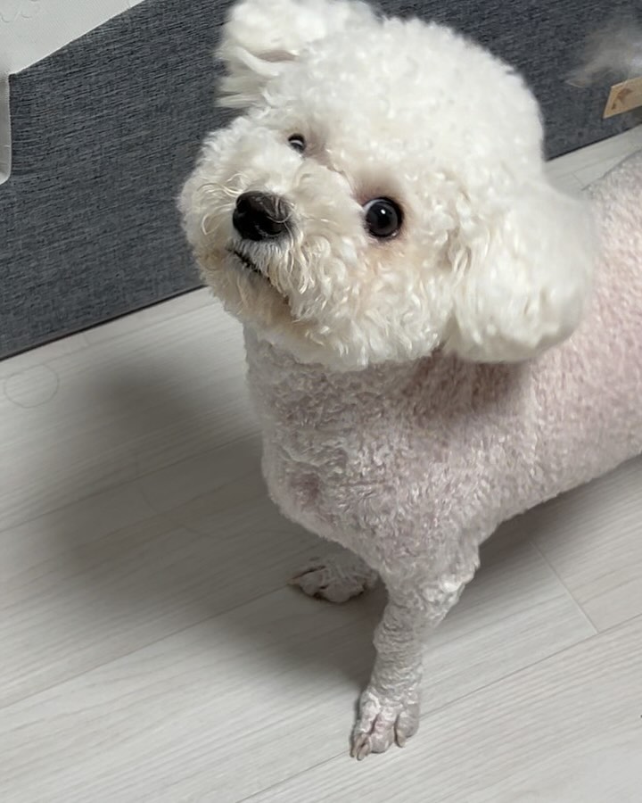 누나 놀자놀쟈 ➡️ 왜 안놀아줌? 흥