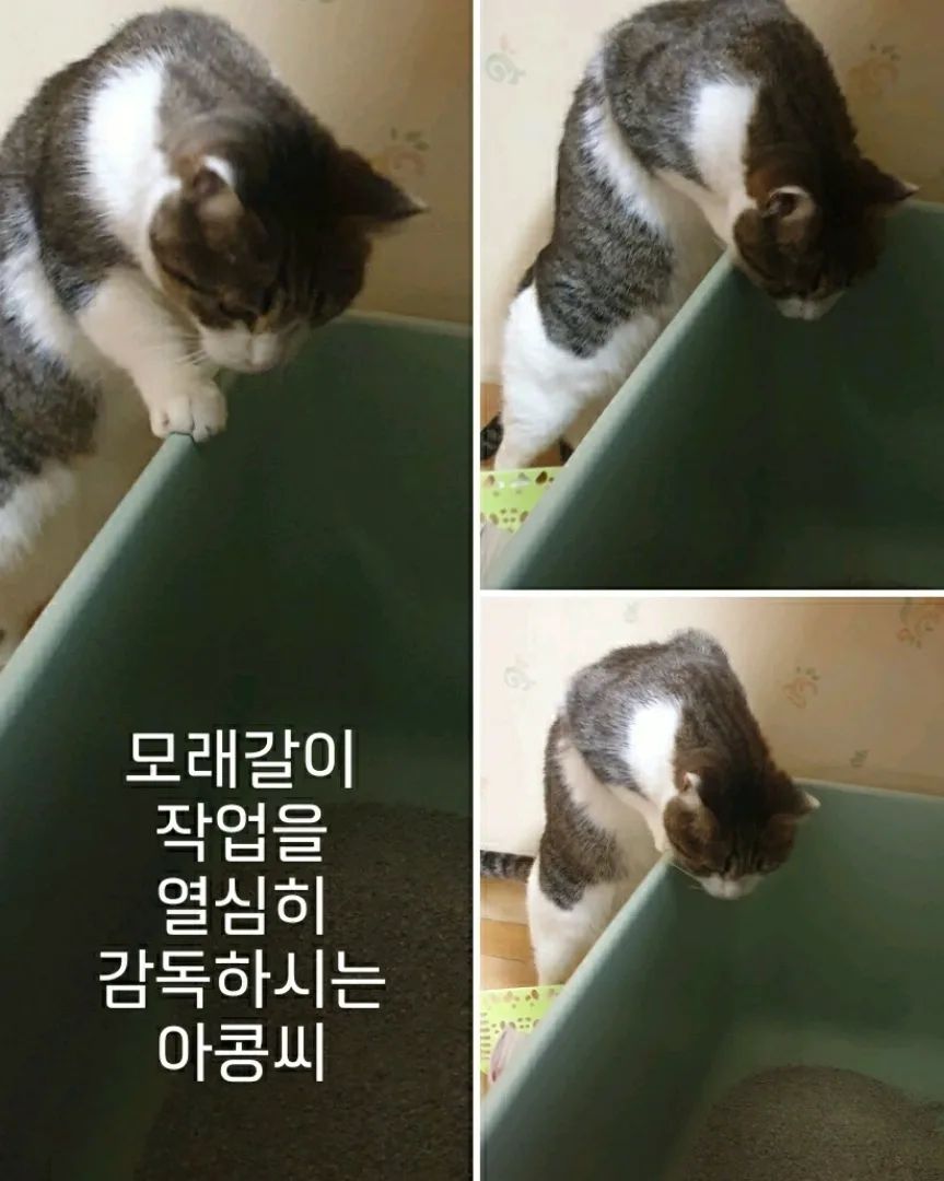 #협찬 office_cat_life 집사님께서 직접 개발하고 만든 벤토나이트 모래를 보내주셨어요🥰🥰
집사님이 코스믹캣을 2년동안 파시면서 얻게 된 노하우를 통해 오랜 기간 만든 제품이라 하네요. 100% 미국산 상급 모래만 사용해서 만드셨고 품질은 어떤 모래보다 자신있다하십니다.
아콩이는 몇년간 같은제품만 써왔어서 모래가 바뀌면 혹시나 안쓰지 않을까 걱정했는데 걱정했던게 무색하게 1초만에 들어가서 사용하네요🙄🤣
벤토나이트 모래의 보편적인 단점인 먼지도 없고 너무 부드러운데다가 내용물도 정말 잘 처리되네요😁😆👍
포장지도 마치 쌀봉투같아서 튼튼하고 재활용도 쉽게 할 수 있어 좋은듯 해요🥰
관심있으신 분들은 office_cat_life 로 슝😼😻

#고양이모래 #고양이모래추천 #고양이화장실 #고양이용품 #냥이 #고양이 #고영희 #냥이모래