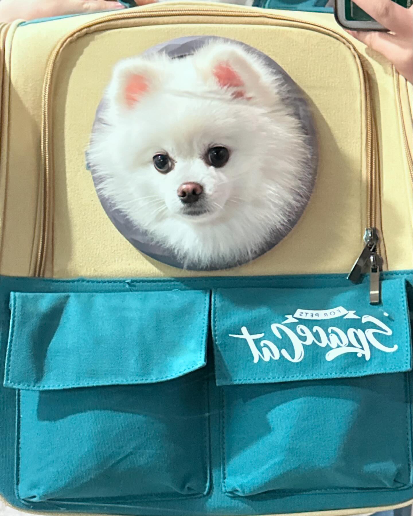 대구펫쇼🥰