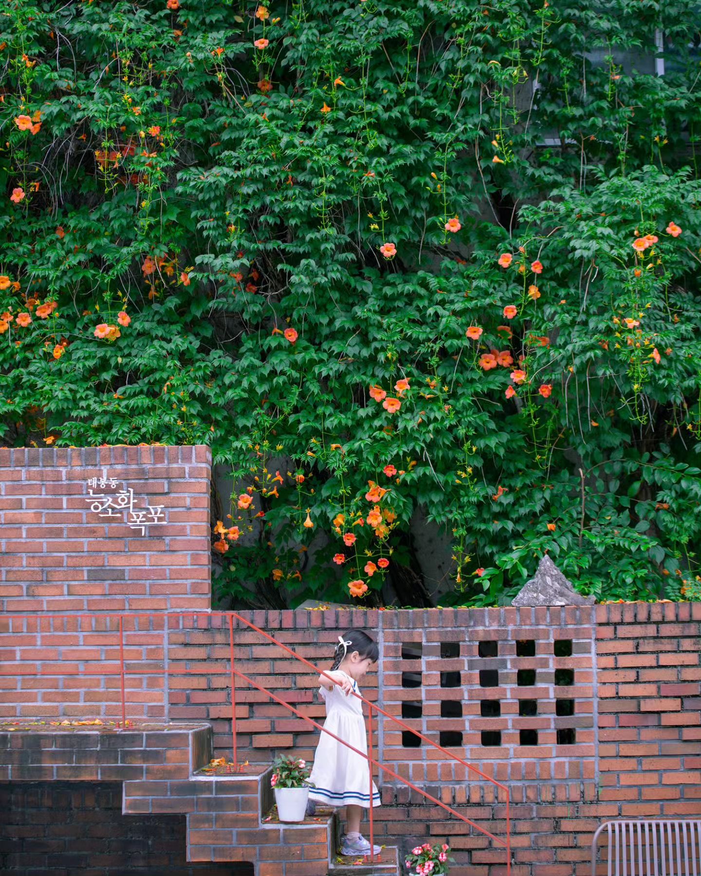 지금 대구는 능소화 천국 🌺

01-02 대봉동 능소화
📍대구 중구 달구벌대로440길 23

03-04 파란대문집 능소화
📍대구광역시 중구 남산동 803-1

04 -05 고모역 복합문화공간 
📍대구 수성구 고모로 208

#국내여행 #대구 #대구여행 #경북여행 #아이와 #아이랑여행 #능소화 #대구능소화 #능소화명소 #아기모델