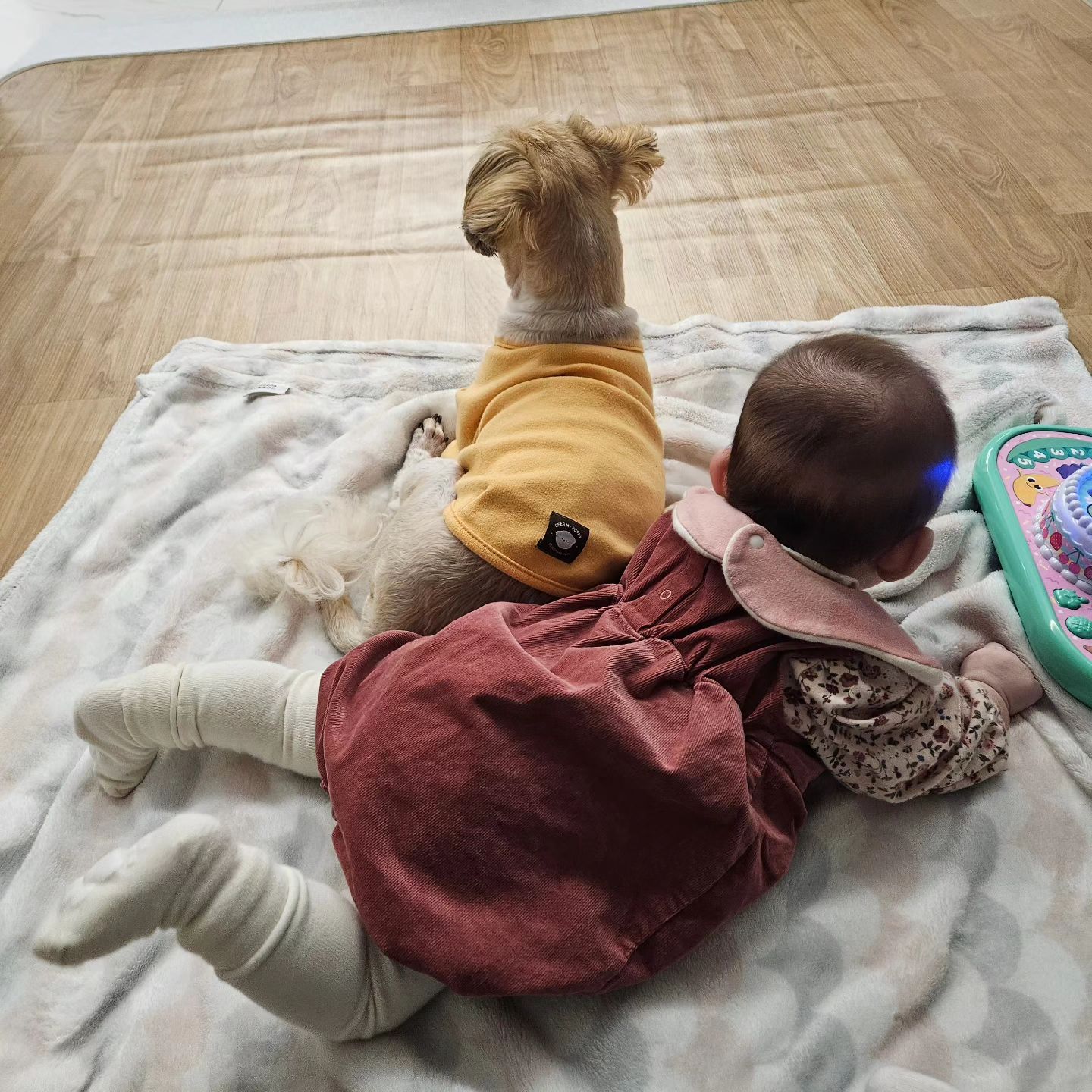 #달칸일상 #231105
.
.
달칸이들은 세으니를 정말정말 좋아하는데
세으니는.. 낯을 가리는건지 갑자기 멍멍이들을 무서워하기 시작해따 큰일이나따🫠
반달이는 착하게 세으니가 쥐어뜯어도 가만히 있고 배까주고 등대고 누워주는뎁...
달칸둥절🐶🐻‍❄️ : 세으나 우리는 너가 좋아!!
.
.
#달칸이네 #반달 #시츄 #13살 #노견 #칸 #비숑 #비숑프리제 #bichonfrise #5살 #다견가정 #모델견 #강아지모델 #팔로우 #맞팔 #선팔하면맞팔 #댓글 #좋아요 #좋반 #f4f #l4l #애견인소통 #소통 #강아지 #daily #애개육아