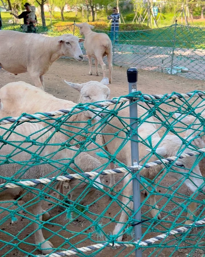 .
강원도 아니고 , 인천에 있는 양떼목장 🐑 .
날씨가 좋아서 다 그림이에요 :) 산책하기 좋아요 .
양도 있고 호수에 물고기 , 거북이들도 많아요 .
어린이 놀이터 , 모래놀이장도 , 유아숲체험장도 있다했는데 잠시 들려서, 거기까지는 못가고 공원안에 카페 있어서 카페에서 아이스 미숫가루 한잔씩 쿠키랑 먹고 슝~~ 돌고 왔어요 😍 .
.
다음에 돗자리랑 먹을꺼 잔뜩 챙겨서 다시 피크닉 가고 싶은 곳~ .
.
#하원후일상 #늘솔길공원