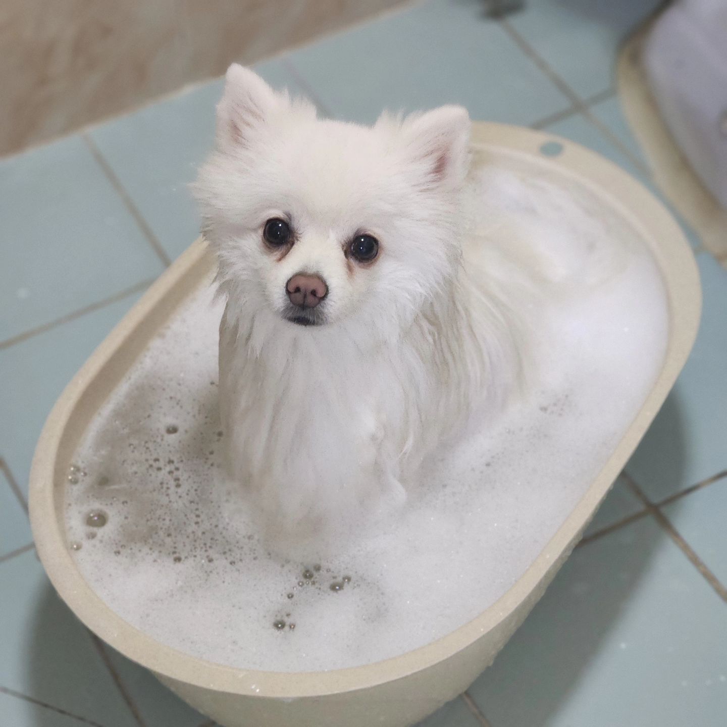 오늘 어쩐지 비오는데 산책을 나가더라
.
.
.
#백만년만의목욕 #방에는눈이왔어요 #스피츠 #폼피츠 #강아지 #겸이 #일상 #목욕 #멍빨