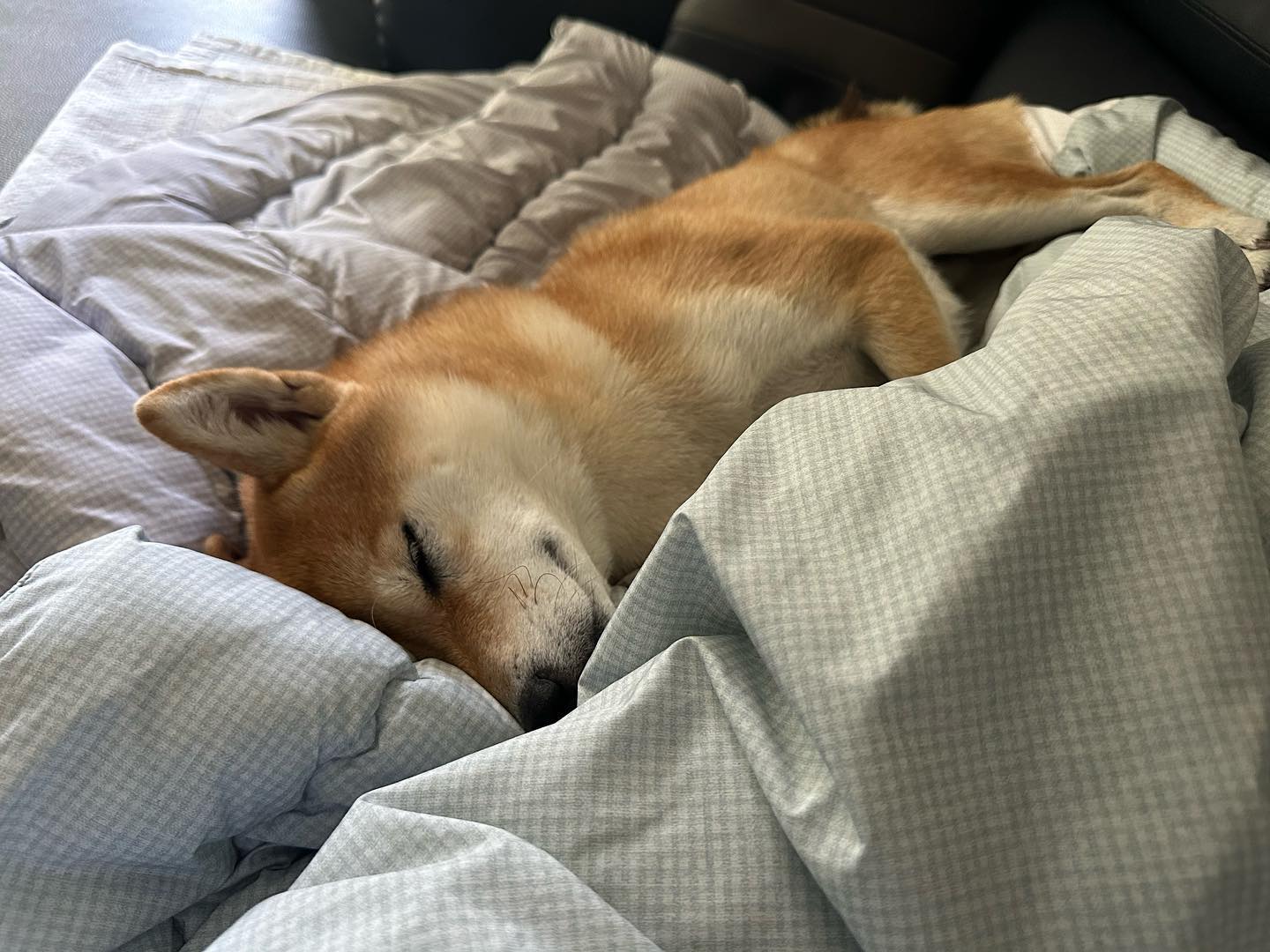피곤하다개 🐕