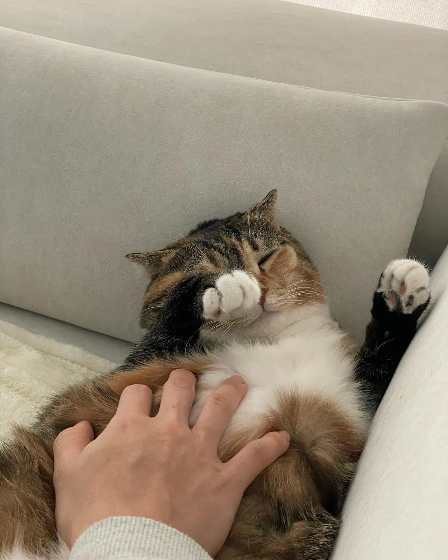 추운 계절 집콕이 더 좋아진 이유 
🐈❤️🏡😴
사랑해 내감자🥔🥔