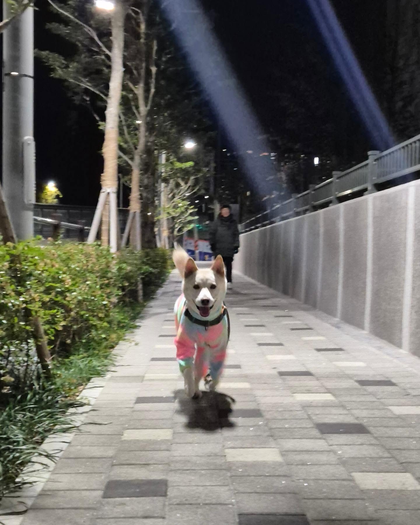 20241223

뛸때 제일 행복해보이는 꼬마
요즘 못뛰어서 그런지
러닝하는 사람들만보면
따라가려고 관심가진다ㅋㅋ
언니도 슬 구보는 가능하니까
천천히 가보자 낼부터

#풍산개 #풍산이 #생후54개월 #꼬마 #산책 #모델견 #꼬마스타그램 #꼬마의일상 #꼬마는사랑이야 #풍산개스타그램