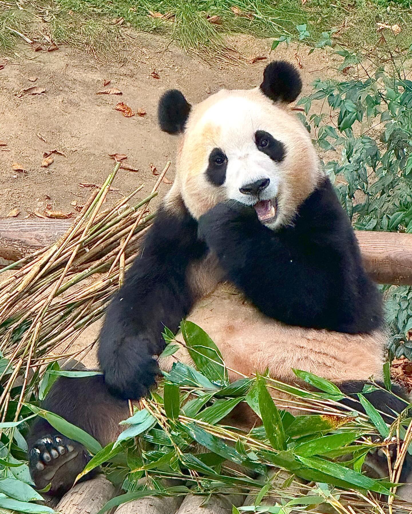 푸바오앓이만 하다가 드뎌 실물영접 🫢🐼
10시 오픈런엔 야외방사장 나와서 한바퀴 돌더니 스윽 들어가버려서 아쉬움에 점심 지나서 또 갔더니 낸내 즁..
세번째에 큐패쓰 써서 호다닥 갔도니 맘마타임 ㅎㅎㅎㅎㅎㅎㅎ
난 이제 성덕이야 
그 와중에 아빠러바오눈 애교쟁이 ,, 🩵 나무 위에서 재롱떨어줌 ㅜㅜ
귀여운 생명체들🐼✨
#강바오할부지도 봤지렁
#푸바오 #러바오 #에버랜드 #🐼