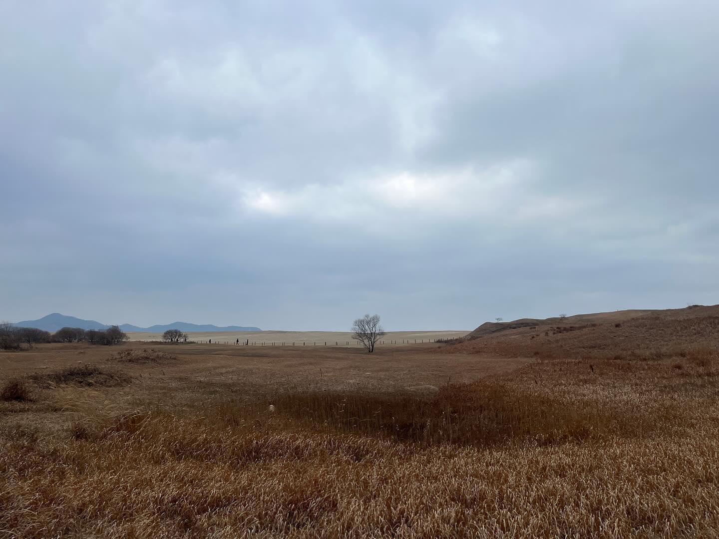 흐린날씨에도
너무 아름다운 우리나라의
사막이라 불리는
#신두리해안사구 
자연 장관이 제일 아름답다고
느끼는 요즘
#한국여행지 #충남여행지 #태안여행 #신두리 #신두리해변 #사진스타그램 #사진작가 #하늘스타그램 #바다스타그램 #태안신두리해안사구 #한국사막