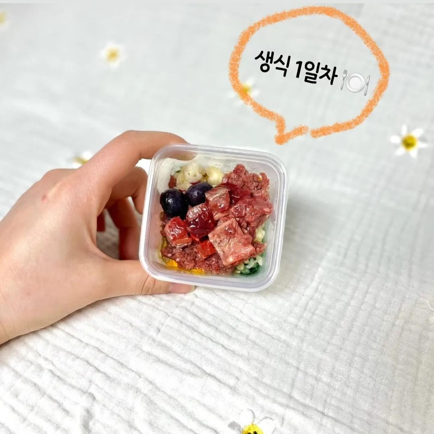보리 맘마 모음집🍱 - 1
(이러다 영영 못올릴 것 같아 올리는 생식일지)
.
알러지가 매우 많은 보리는 사료를 고르는게 항상 고민이었어요. 닭, 오리, 칠면조, 양, 돼지, 소고기 등등... 눈물과 항문낭을 흘리고 간혹가다 몸을 계속 긁고 귀를 터는 행동들이 있었어요.
그래서 사료를 찾을때 항상 성분표를 확인하며 급여했었는데
먹일 수 있는게 점점 줄어들 수록 너무 막막했어요.
.
새롭게 급여할 수 있는 사료가 없어 너무 힘들때 우연히 dangdang.recipe 쌤을 만나게 되면서
생식에 길로 들어서게 되었어요.
.
그 당시 방광염+크리스탈뇨도 있었고 알러지가 많아서 단백질원 찾는것도 힘들었어요😂 야채도 하나씩 테스트하면서
반응체크하며 매주 쌤과 고민하고 왜 이것조차 못먹냐며
속상해했던 기억도...ㅋㅋㅋㅋ
.
자연식을 하면서 가장 처음 느꼈던 것은, 건사료를 먹을 때는 못 느끼던 배부름을 보리가 느꼈다는 것. 사료량이 워낙 적어서 4번에 나눠 주지않으면 공복토를 했었음... 배부르게 먹으니 무언가를 더 달라고 조르지도 않았고 공복토도 없는게 가장 큰 변화 였어요.
그 다음은 응가 상태가 매우 좋아졌다는 것!
눈물이 줄어들었다는 것, 항문낭 짜는 주기가 길어졋다는 것이
가장 큰 변화 였던 것 같아요ㅎㅎㅎㅎ
.
초반에는 매주 밥 만드는게 힘들었지만 지금은 많이 적응된 상태라 오랜만에 옛날 사진 보니 추억이 새록새록... 
밀린사진 얼른 올려볼게요 🫣