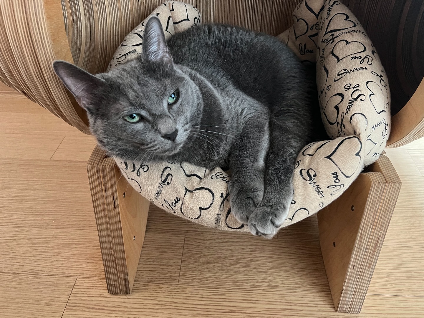 숨숨집에서

#숨숨집 #냥이가좋아 #러블 #러시안블루 #고양이 #猫 #ねこ #cat