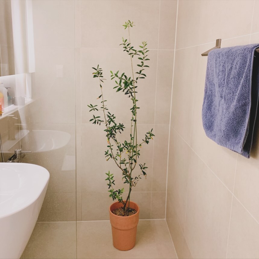 #올리브나무 목욕시키기 🌿 
많이 컸다!! 

.

#식집사#olivetree
