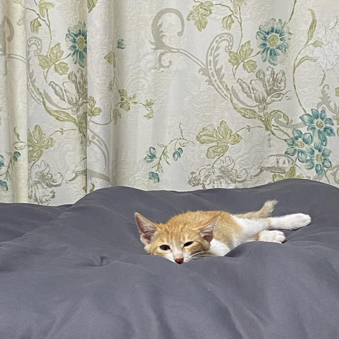 안냐세요 사막여우예요

(아기때 사진)