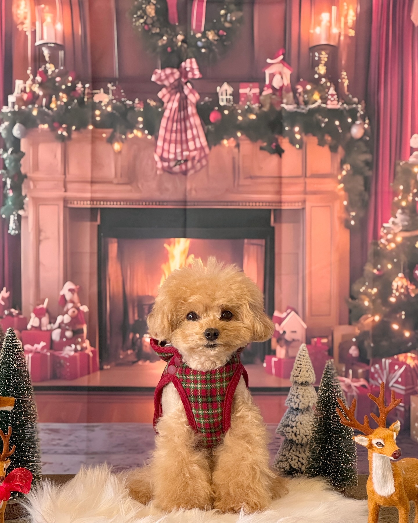 ⠀
두번째 트리도 성공적🎄

🏷️ our.s_official 
🏷️ dd_amddam 
📍 thebambi_pt