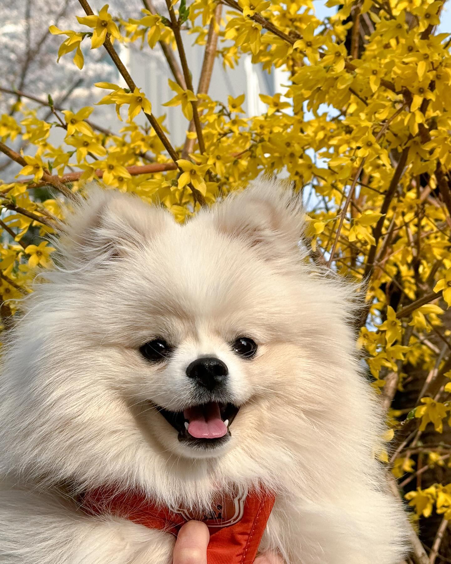 봄🌼🌸