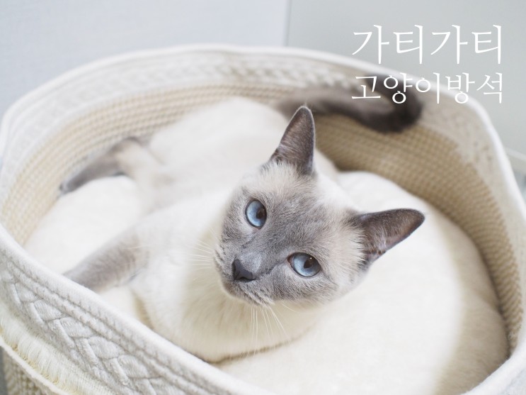 가티가티 고양이쿠션 골골송 바로 시작되는 스크레쳐 숨숨집 추천
