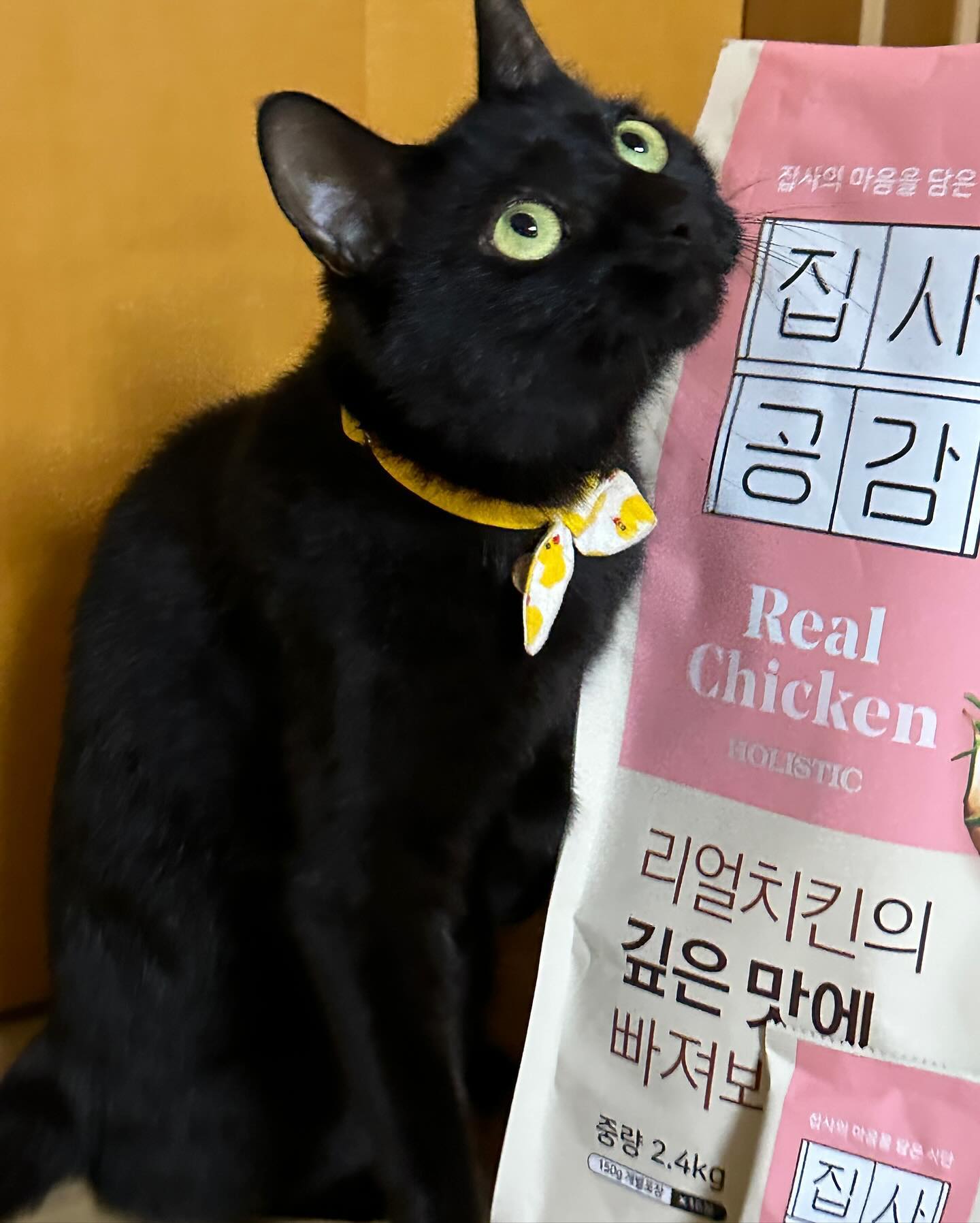 하루 종일 붙어있는 중,,,
집사공감 고양이 사료가 그렇게 좋으면 둘이 나가 살아....🥺

소포장된 사료들도 하나씩 보면서 체크하는 이 고앵... 너가 최고야

#고양이사료 #홀리스틱등급 #홀리스틱사료 #집사공감사료 #집사공감고양이사료 #집사공감 #고양이다이어트사료 #다이어트사료 #고양이사료추천 #한고연몰 #한고연 #한국고양이모래연구소