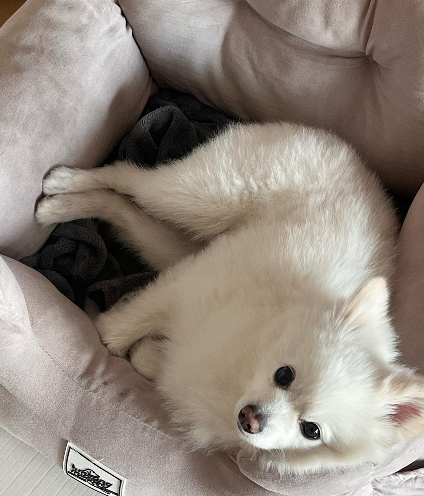 4년전 1월 첫주, 우리가족에게 온 개토리🐶 아빠의 부재로 나가 살았던 나와 동생이 다시 본가로 합류하면서 맞이한 새가족. 아픈곳 하나없이 아주 잘커줘서 고마븐 우리집 갱얼쥐! 집사들이 많아서 가끔..피곤해 보이지만 앞으로도 뽀송뽀송하게 남은 견생 건강하고 행복하게 살자 🤍 

#5살기념피드
#애교없는경상도강아지
#요즘최애인형은붕어빵 🎏
#강아지는주인을닮는다더니무뚝뚝하고노는거좋아함..