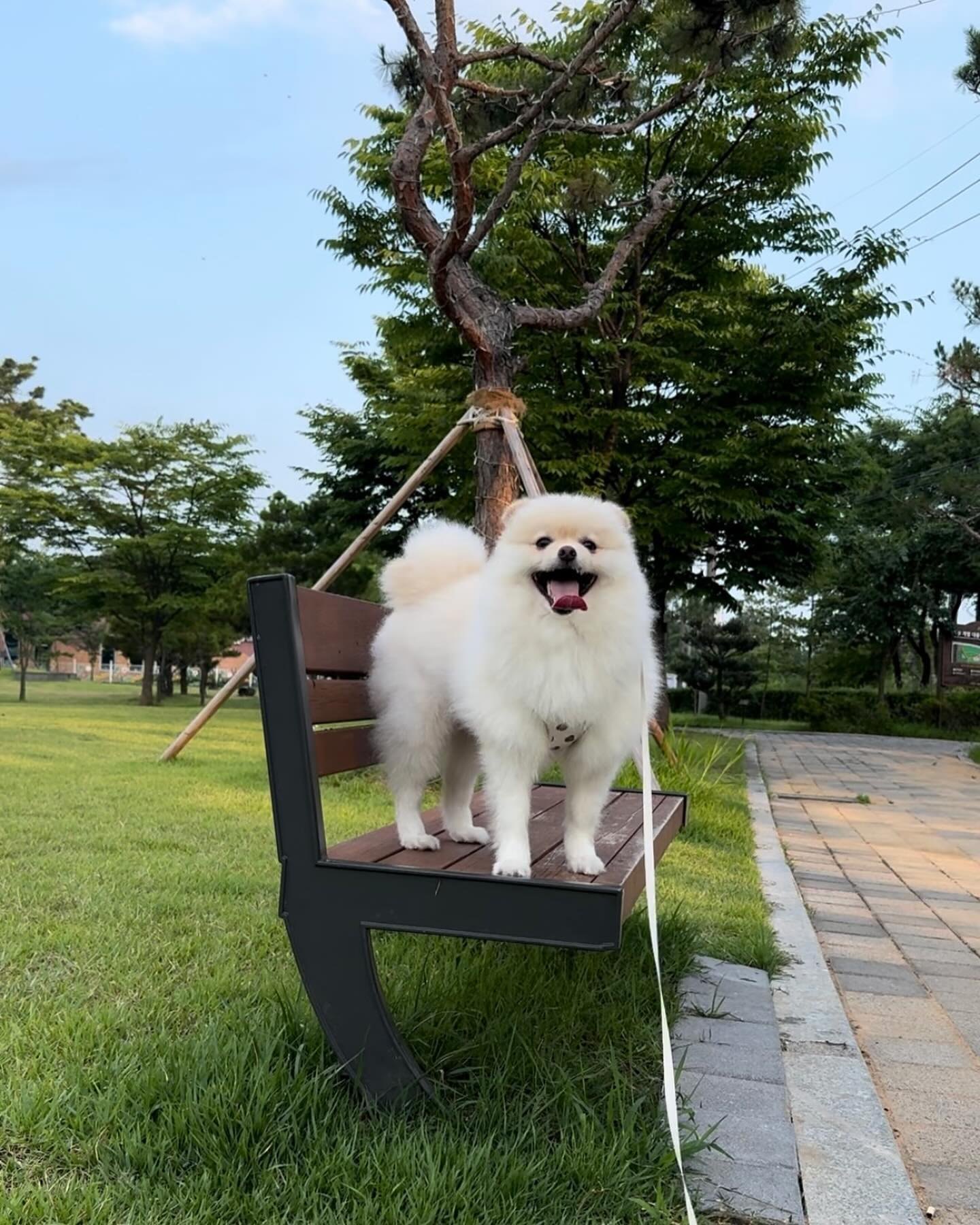 비오기 전 산책완룡 ✌🏻