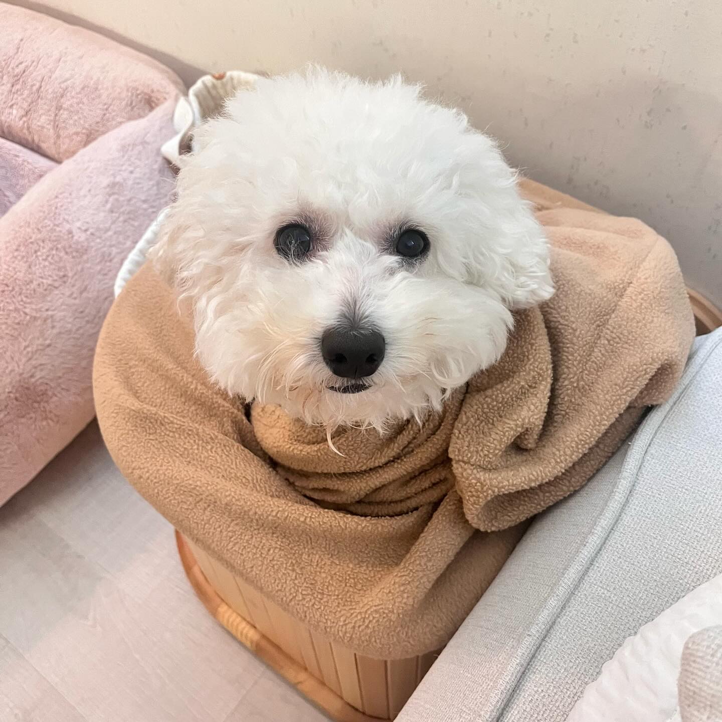 내가 하려고 마련한 족욕기를
뽀시래기 봉봉이가 차지하고 나오질 않는다...

표정을 보면
"이 집 사우나 맛집이네" 하는 표정🤭

귀여워서 양보한다

#사우나하는강아지 #댕댕이그램 #귀여운강아지