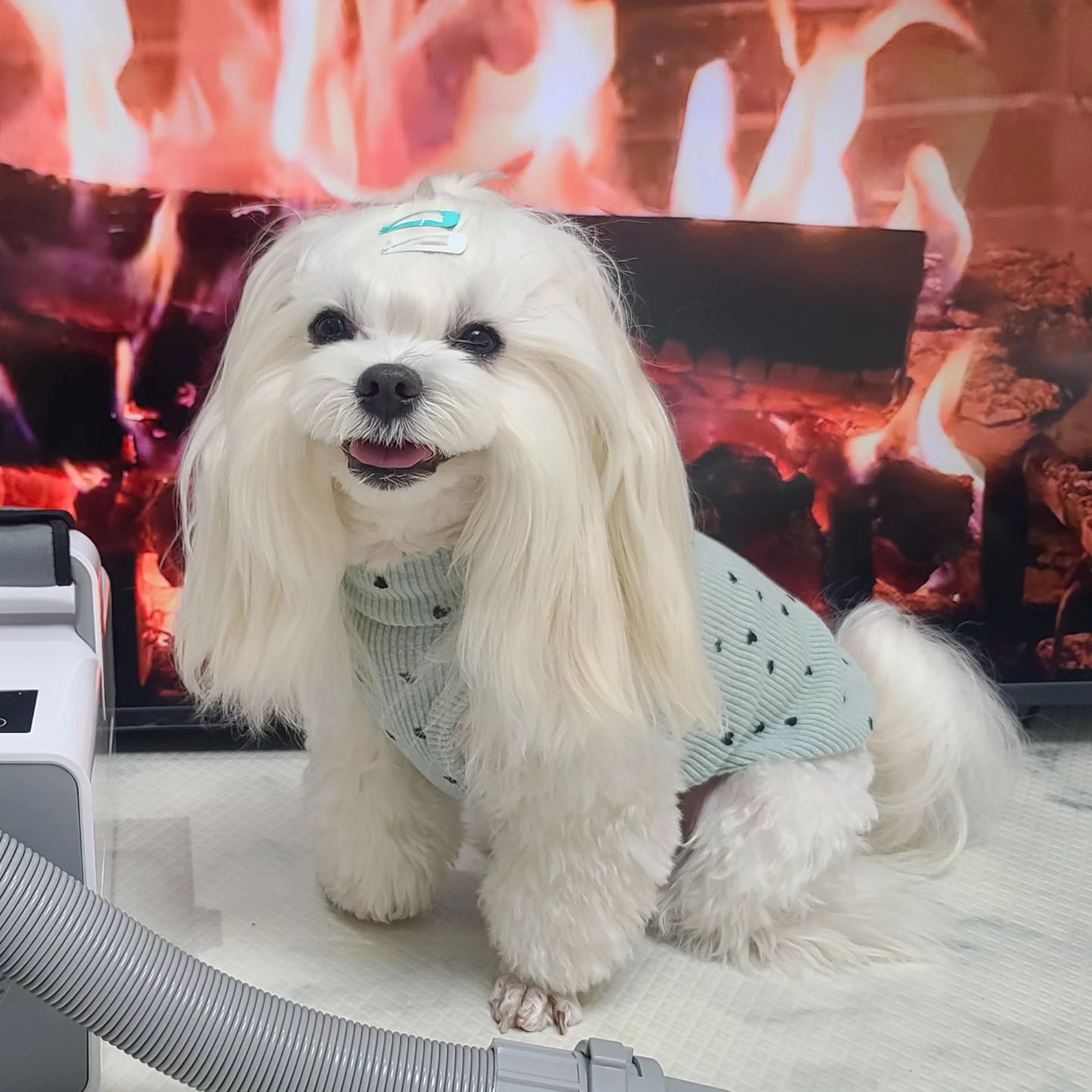 콘텐츠