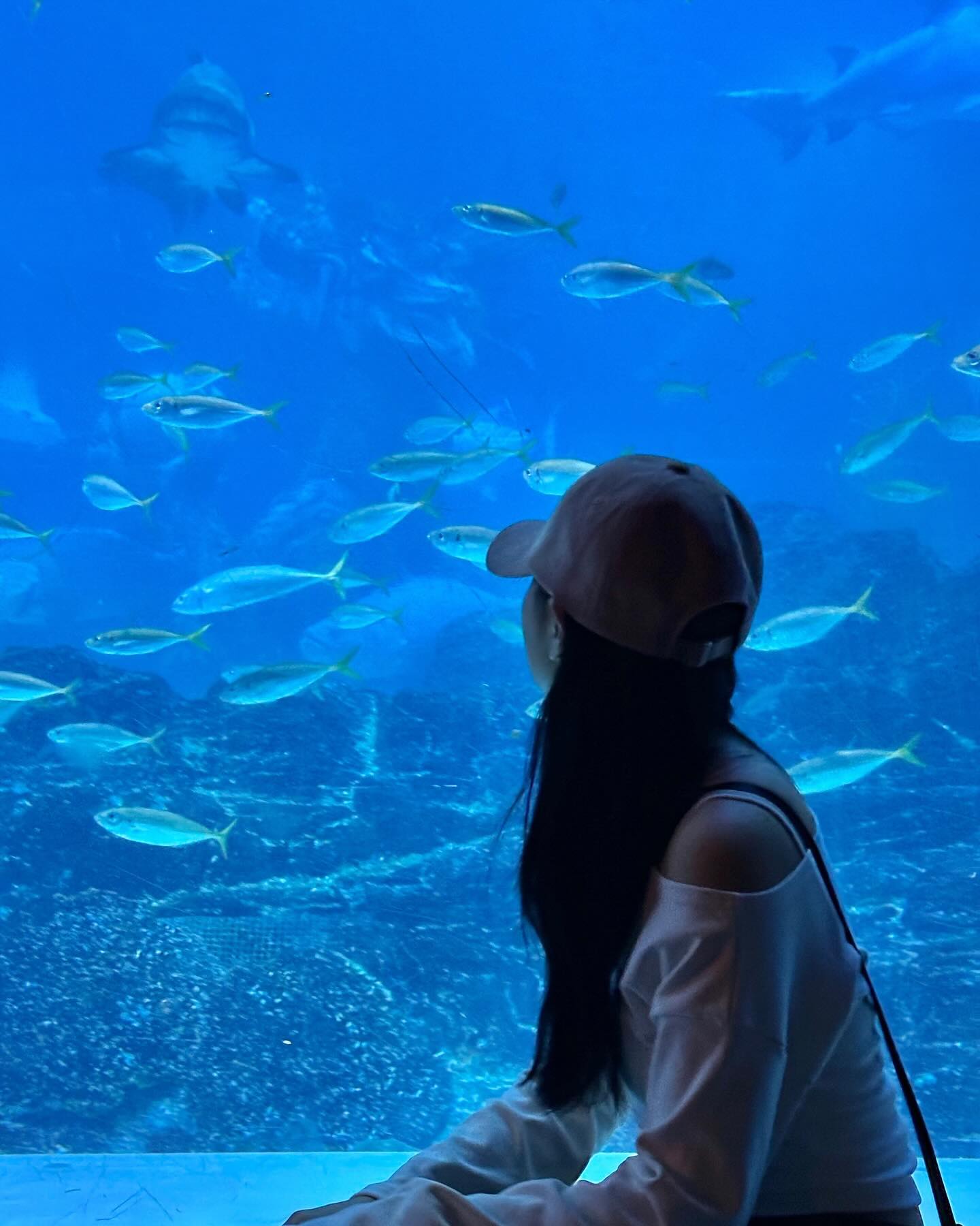 🐬