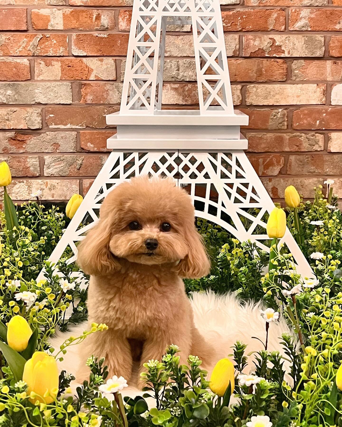 |
볼때마다 예뻐 죽겠는 김젤리..🤎

🏷️ 애견카페 mungs_cross