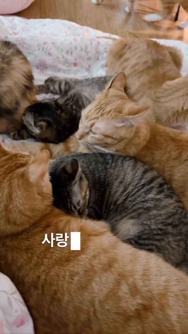 사랑하는 나의 고양이🥰❤️🫶

#길냥이 #입양홍보 #사지말고입양하세요 #내새끼 #반려묘 #반려동물 #고냥이 #고양이 #catlove  #고양이그램 #냥스타그램 #냥이 #코숏 #냥냥 #길냥이 #길냥그램  #집사그램 #개냥이 #catstagram #cat #미묘 #고냥이그램  #집사