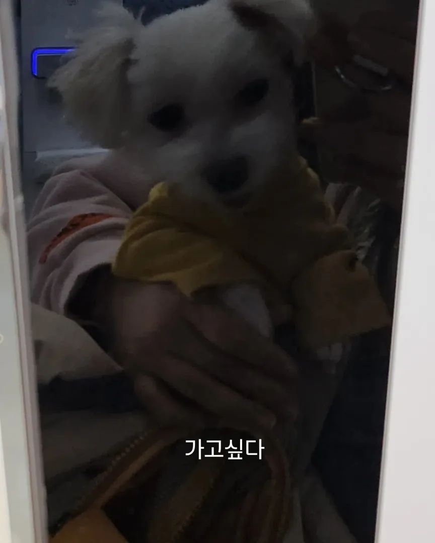 이런건영원히남아있겠지
2024.2.18

#김솜뭉치🐻 #20231113월요일🌈am1.40

2017년 2월 17일 🐻🍼❤ 엄마꺼 된 날
엄마에게🍼온지 2558일
엄마품에🌈잠든지 98일

#김솜뭉치🐶 #뭉치치🐻 #솜뭉치🐻 #뭉치🐻 #뭉티🐻  #뭉티티🐻 #곰도리🐻 #엄마아들 #엄마보물 #내꺼 #짜리몽땅겸댕이 #내아들 #엄마꺼 #엄마강아지 #엄마새끼 #우리집둘째 #순둥이 #세상제일착한천사 #겸댕이 #세상천사 #산책대장 #김솜뭉치 #뭉치 #뭉치치 #솜뭉치 #곰도리 #뭉티 뭉티티 #사랑해