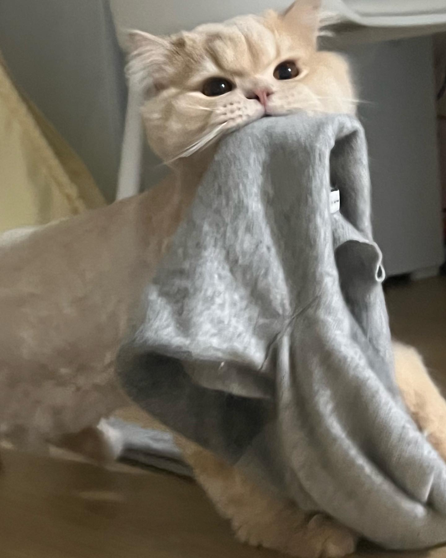 꾹꾹이 장인🐾🐾
