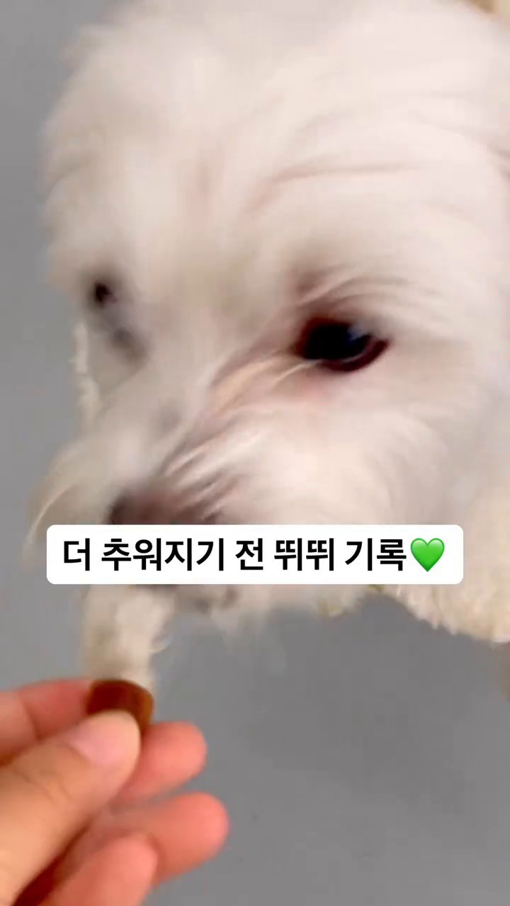 끝날 줄 모르는 펫츠힐 힐링데이 기록🍀
담에는 수영장까지 이용하고 더 신나게 놀고오쟈💚
.
.
.
#펫츠힐 #멍스타그램 #멍멍이 #멍팔 #강아지 #강아지릴스 #강아지영상 #귀여운강아지 #귀여운거 #귀여운거최고 #강아지놀이터 #애견놀이터 #애견동반 #애견카페 #애견카페추천
