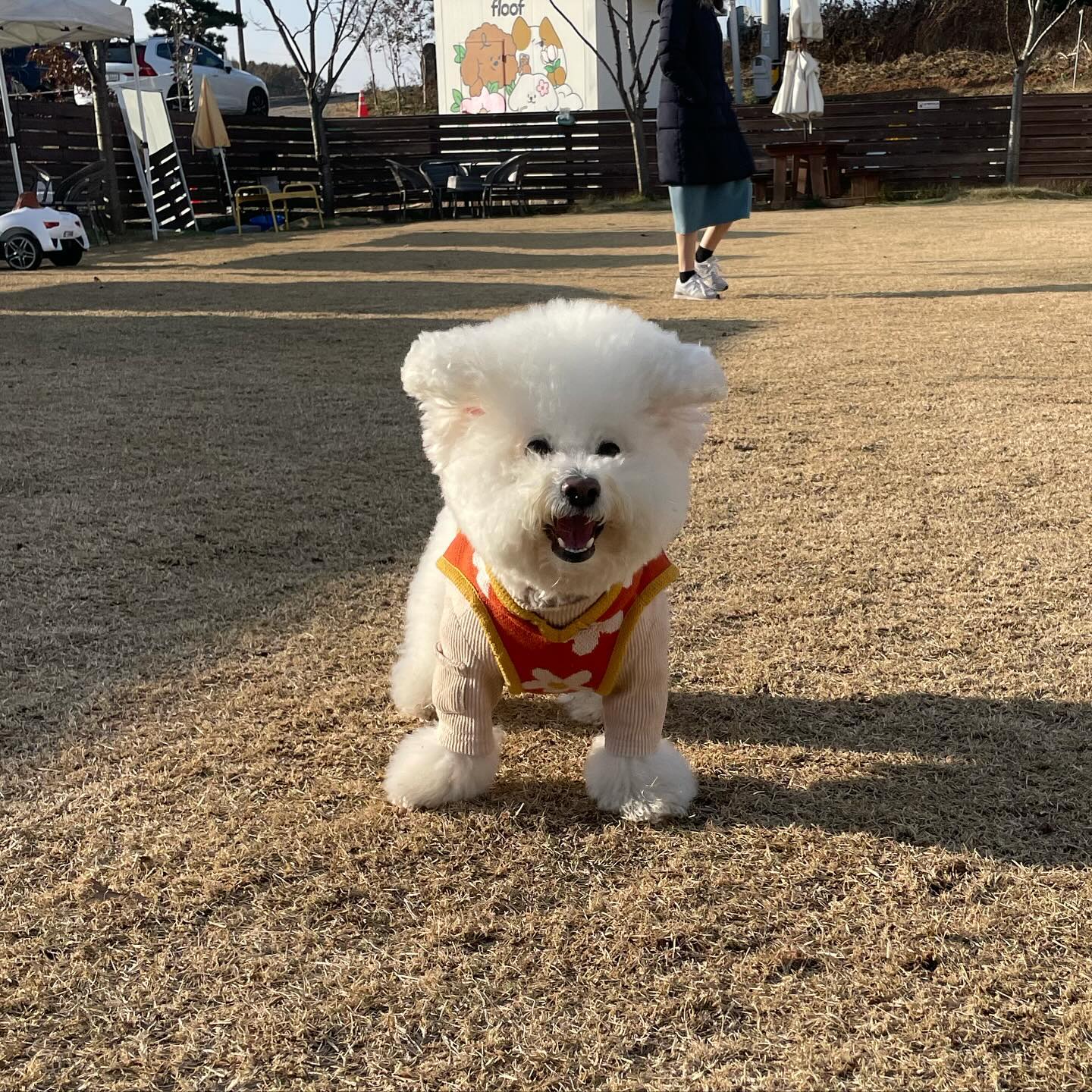 -
스텔라에서 키블 10키로 사고 받은 공 덕분에
오랜만에 밖에서 공놀이 가득♥️
드리프트하고 난리남🤘🏻
마지막은 마루에게 들이대는 푸짐이🫶🏻
.
.
#푸푸일상
floof_paju