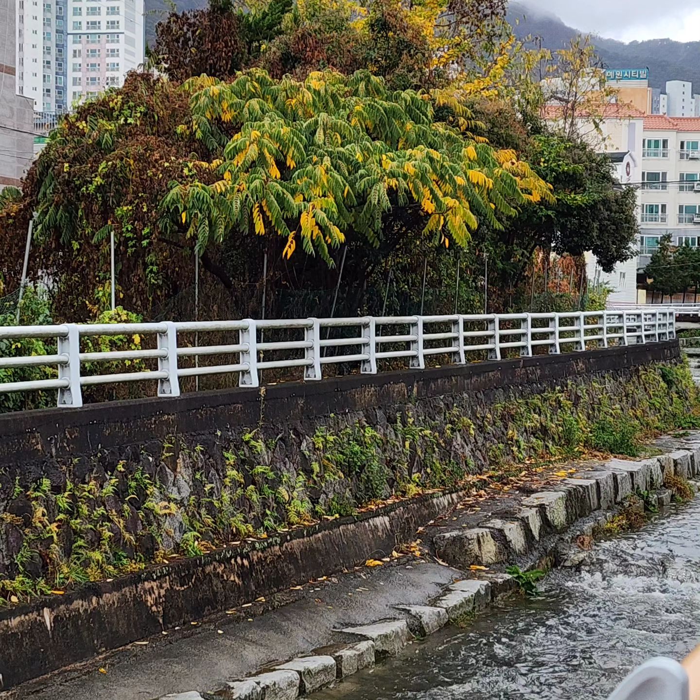 아들曰, 엄마, 바나나 같애 ~~

예쁜 바나나 같은 단풍ㅎㅎ 🍁 🍂

#일상
#병원가는길
#2교시수업까지째자니?
#어림없는소리