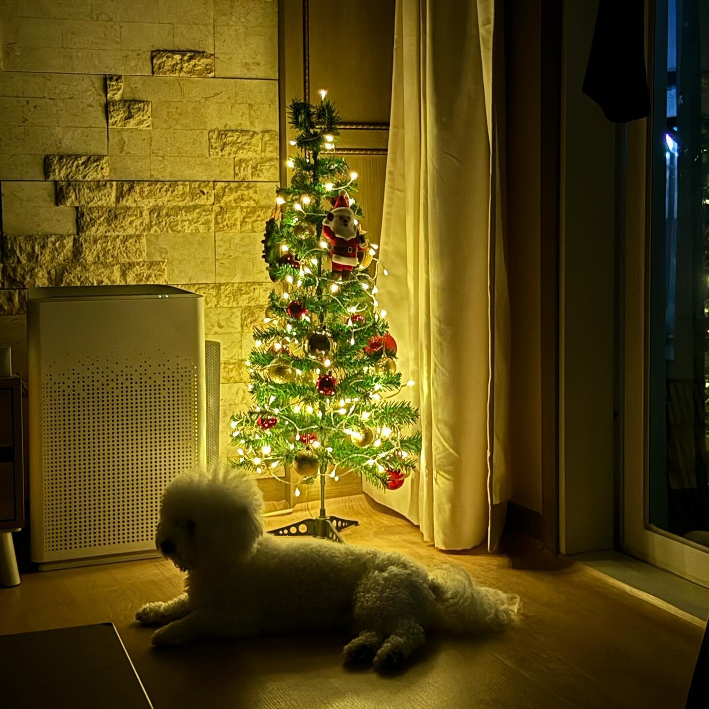 노하몽 졸귀야 🐶🎄 #분위기타는강아지