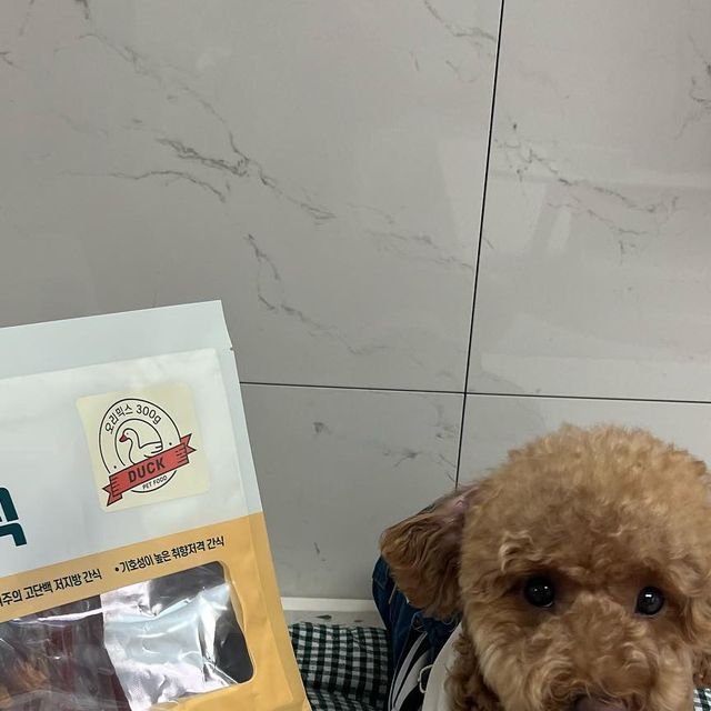 내이름은 바르🐶 on Instagram: "#광고
🐶바르가 로얄펫라이프 강아지 오늘간식 오리믹스를 체험해봤오🐶

친구들아💜간식 모두 좋아하지?
바르가 건강한 간식을 소개해줄게😍😍
로얄펫러이프 오늘간식은 치킨믹스와 오리믹스가 있는데 바르는 오리믹스를 먹어봤오😝

💛 오리고기는 단백질, 불포화지방산, 필수아미노산, 철분 등 성분이 풍부해서 피모관리,혈관건강, 체력회복에 도움을 줘😋
💛 엄격히 선별한 신선한 원물 그대로 만들어서 더 건강하고 맛있어😜
💛 필수아미노산과 불포화지방산이 풍부한 고단백 저지방 영양 간식이라구👌🏻
💛 IFS,BRC, BSCI 국제표준규격을 준수하는 공정으로 안심하고 급여할수 있어👍🏻
💛 오늘간식은 우리 강아지 친구들 취향에 맞춰 다양하게 맛볼 수 있다구😋

⭐️ 링크 : https://smartstore.naver.com/inosubmall/products/5909833258
⭐️ 네이버 포토리뷰 작성 시 최대 1650원 포인트 혜택까지 받을 수 있어👍🏻

#강아지간식#애견간식#강아지고구마간식#반려견간식#대용량간식#댕댕이간식#강아지훈련간식#애견간식추천#강아지간식추천#로얄펫라이프#기호성좋은간식#강아지오리간식#강아지치킨간식#강아지사사미#오리슬라이스#치킨슬라이스"