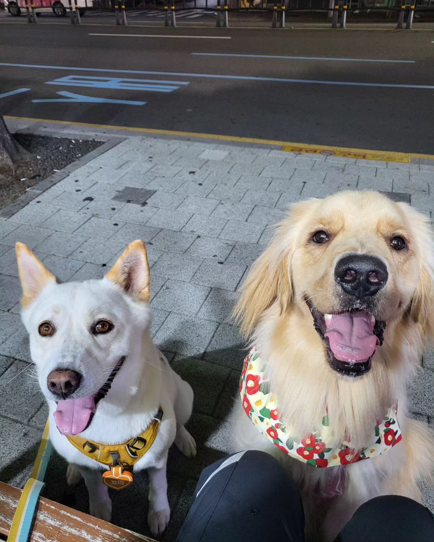 20240703

오랜만에 인우랑 산책
하루안봐도 오랜만인거같은데
진짜 며칠 같이 산책안했더니;;;)
완전 반갑다구
귀염둥이 인우 콧구멍 졸귀🫶

#풍산개 #풍산이 #생후48개월 #세살 #꼬마 #우리집막내 #산책 #사진찍기 #신나게뛰뛰 #멋짐뿜뿜 #이뿐이 #모델견 #매력만점 #꼬마스타그램 #꼬마의일상 #꼬마는사랑이야 #풍산개스타그램