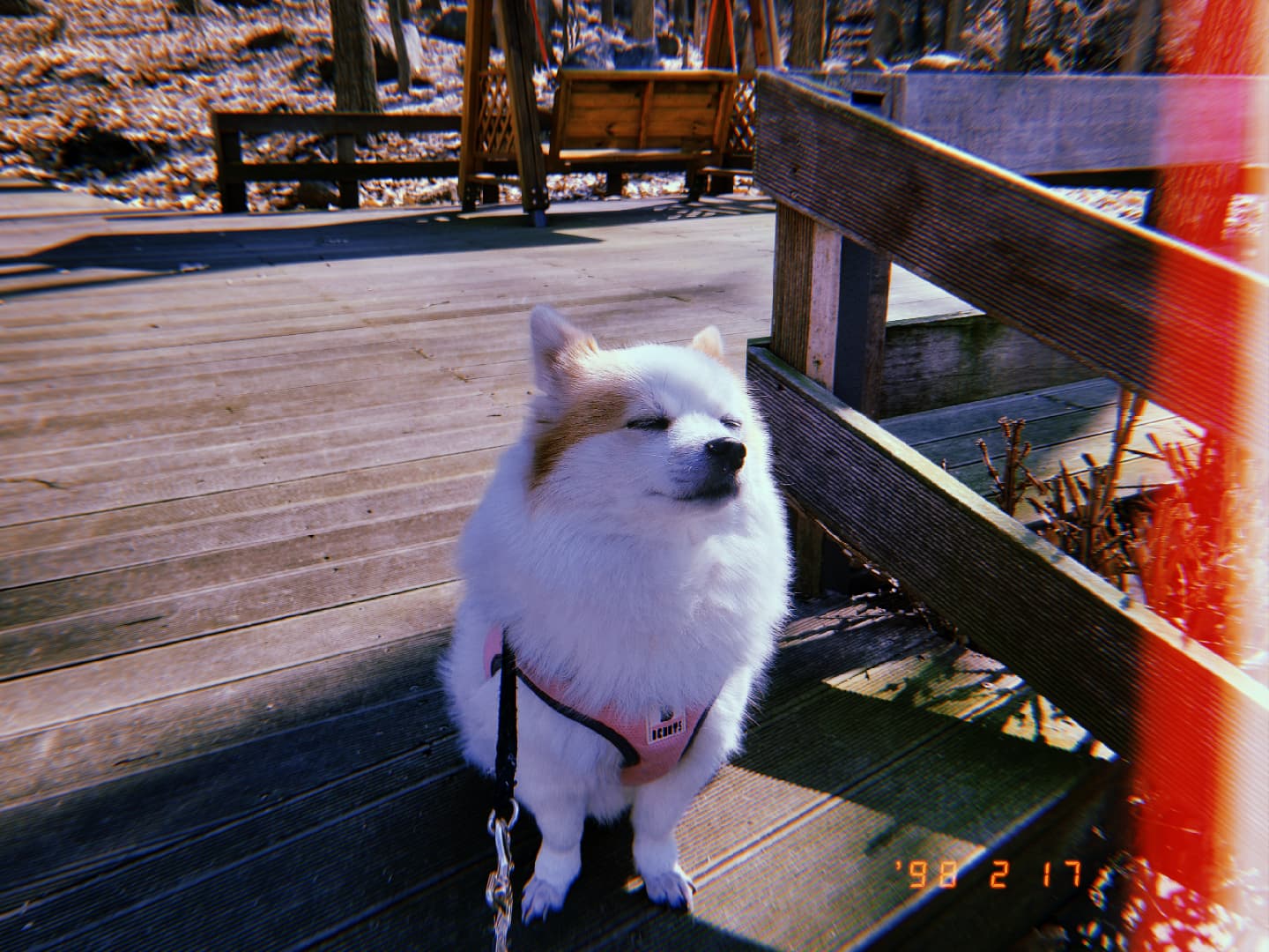 #240217 #강아지 #바리 #산책 #산책만끽중 #huji