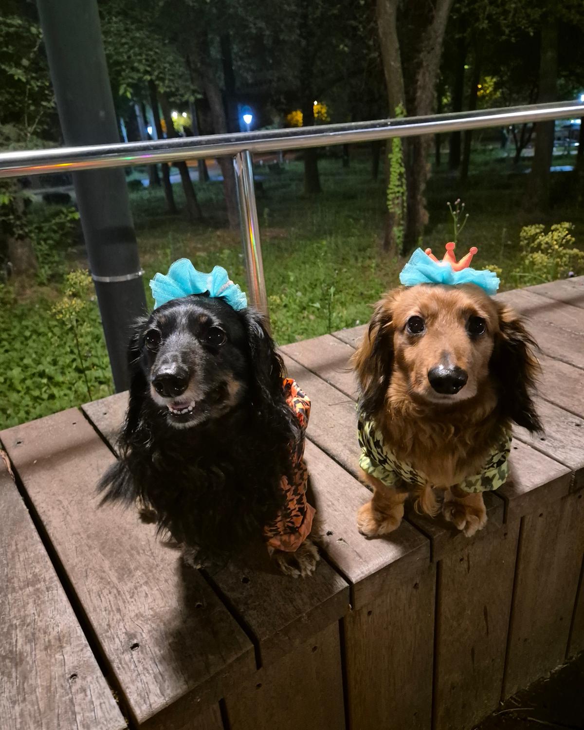 내 사랑😍🥰
이뽀이뽀 내새끼~
엄청 신나게 놀았는데 사진에는 생맥이 표정이 다 똑같구먼🤣🤣
.
.
#생맥이#흑맥이#맥주들#반려견#장모닥스훈트#닥스훈트#멍스타그램#독스타그램#펫스타그램#애견스타그램#강아지스타그램#인스타독#dog#dogstagram#petstagram#닥스타그램#닥스는사랑입니다#데일리#일상#영대#경산#대구#좋아요#소통#맞팔#인친#좋아요반사#좋반#좋반테러