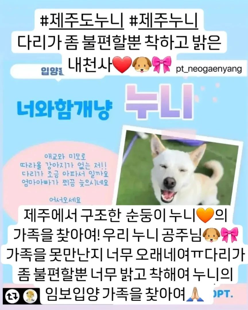 🐶🎀누니공주의 가족을 찾아여!
#제주누니 #제주도누니#제주보호소 #제주구조견
누니에여💕
착하고 착한 우리 누니🐶💛
제 능력 부족으로 이 애쁜 공주가 아직 가족을 못만났네여
아가땐 다리가 좀 불편해서 멀리 보내기 싫어 국내로 구하려다 시간이 가고 해외 단체와 얘기로 시간 보내다 불발 돼고 시간 지나니 관심에서 멀어져 더 문의가 없었어여
물론 아가때도 임보나 입양 문의는 다섯 손가락에 꼽을 정도였구여
진도믹스고 중대형견으로 클테니까여 그런데다 다리가 아픈아이니ㅠ부담스럽겠져
그래도 누니 아껴주시는 많은분들 도움으로 수술하고 보조기도 해봤지만 다리가 다시 점점 제자리로 돌아왔어여
너무 속상하지만 누니 그대로 안아줄 가족 있을거라 믿어여🙏🏻
어느 상황에서도 늘 밝고 착한 우리 누니💜
엄마빠를 간절하게 찾고 있어여🙏🏻
기적처럼 나타나주세여🐶🎀🐰🙏🏻

✅임보입양문의 디엠 부탁드려여

#무한공유 #리그램 #도와주세여  #도와주세요 #유기견 #유기묘 #강아지 #고양이 #입양 #임보 #입양해주세요 #임보입양구함 #임보처구해요 #유기견입양  #유기묘입양 #입양은사랑입니다 #버리지마세요  #믹스견 #진도 #백구 #말티즈 #푸들