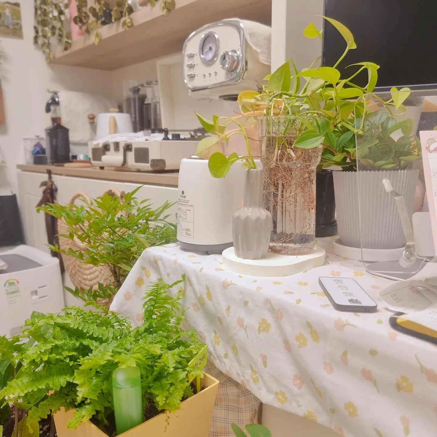 이번에 처음으로 꽃농원에 다녀왔어요 🌿 
앞으로도 쭈욱 식물에 관심이 계속 갈것같아
하나씩 알아가면서 열심히 플랜테리어
중이에요🍃

식물이 이렇게나 힐링되다니 🤭
특히 연백초 사오길 잘했어요.
허브냄새가 정말 좋습니다ㅎㅎ