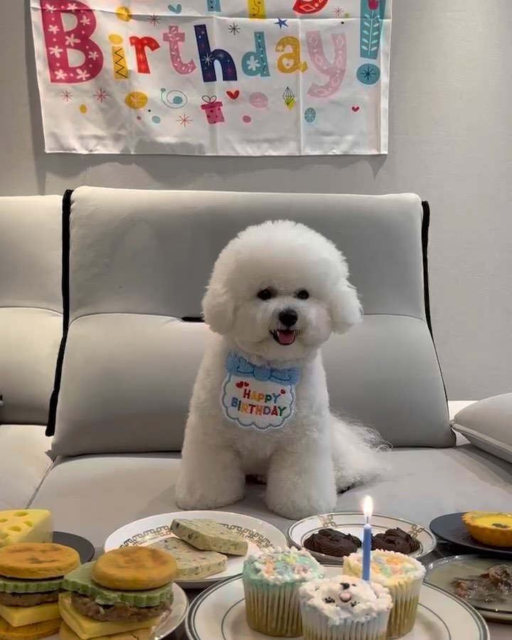 2024.06.25🤍

+ 견생 2 년차🥳
#해피 #밥풀 #벌스데이