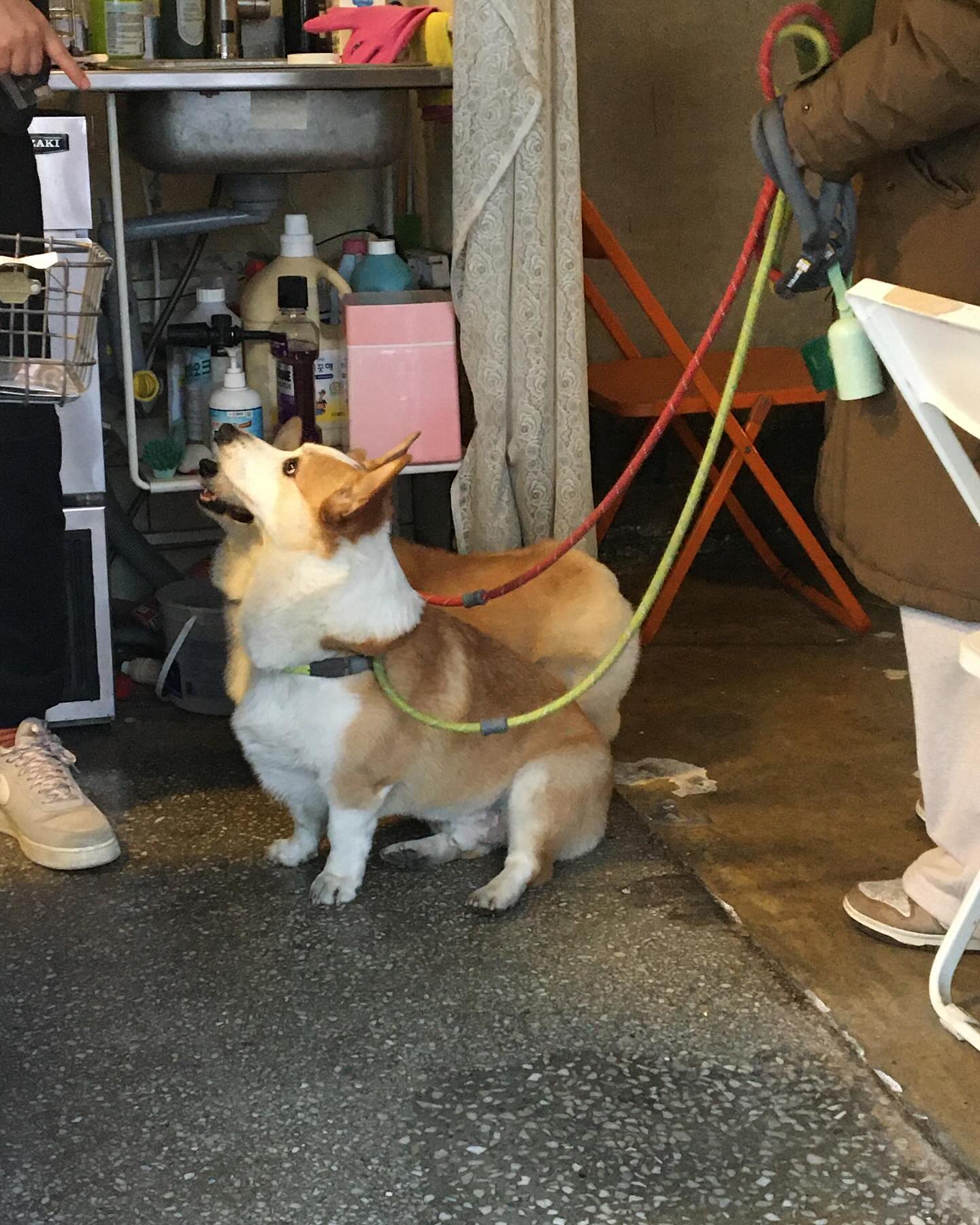 앉앙