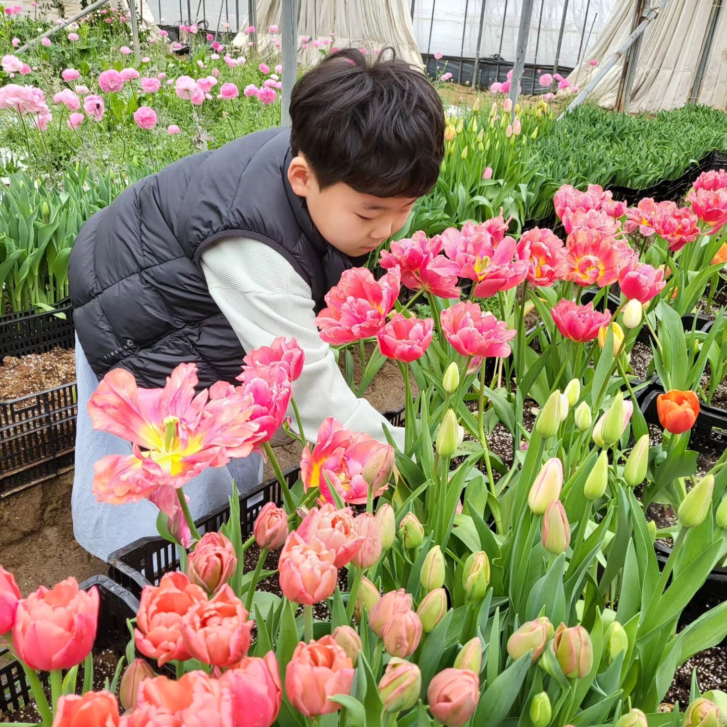 얼마남지 않은 겨울방학
경주에 왔다가 아래 남쪽은 벌써 봄봄봄이 왔어요.
광양에는 매화꽃이 다 폈다는 소식
아들이랑 김해 튤립농장에 다녀왔는데
직접 튤립을 뽑고 꽃다발까지 만들어 봤어요.
튤립도 끝물
마지막 체험이라고 하네요.
98%로 딸이랑 오고 아들팀은 딱 2팀~~~
그나마
꽃 좋아하는 엄마따라 다녀서 꽃에 눈길도 주는  아들
확실히 딸과는 다른 감수성
색도 직접 그르고 이쁘게 포장해서 외할머니께 선물 🎁 
너무 좋아셔서 기분이 좋다는 외손주

#김해 #플라워팜팜 #겨울방학 #아들과데이트
#초3아들 #튤립 #겨울방학체험 
#아들맘 #초등맘