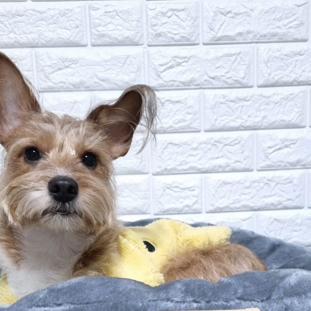 이주은 on Instagram: "#협찬 #제품제공 @petoria_korea 에서 한끼뚝딱 치킨화식을 보내주셨어요🙊💛 몽이는 화식도 안먹는 제품이 꽤 있을정도로 입맛이 까다로운 편인데요! 이런 몽이도 허겁지