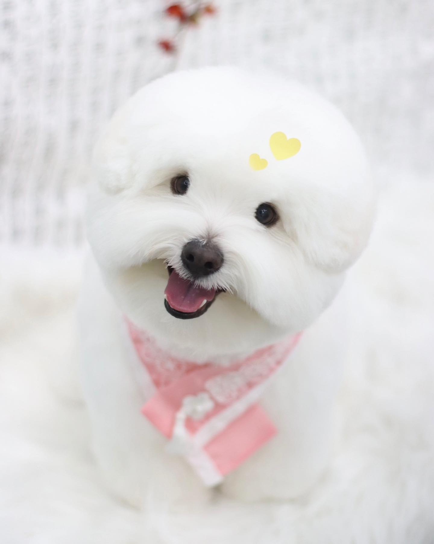 이동수 ◡̎ #도미네로_꼬똥

𝙵𝚊𝚌𝚎 ➾ 하이바컷 
𝙱𝚘𝚍𝚢 ➾ 5cm 가위컷