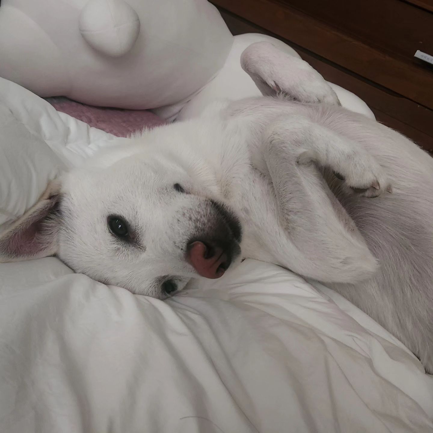 해피엔딩 
.
.
.
#행복한콩이 #진돗개콩이