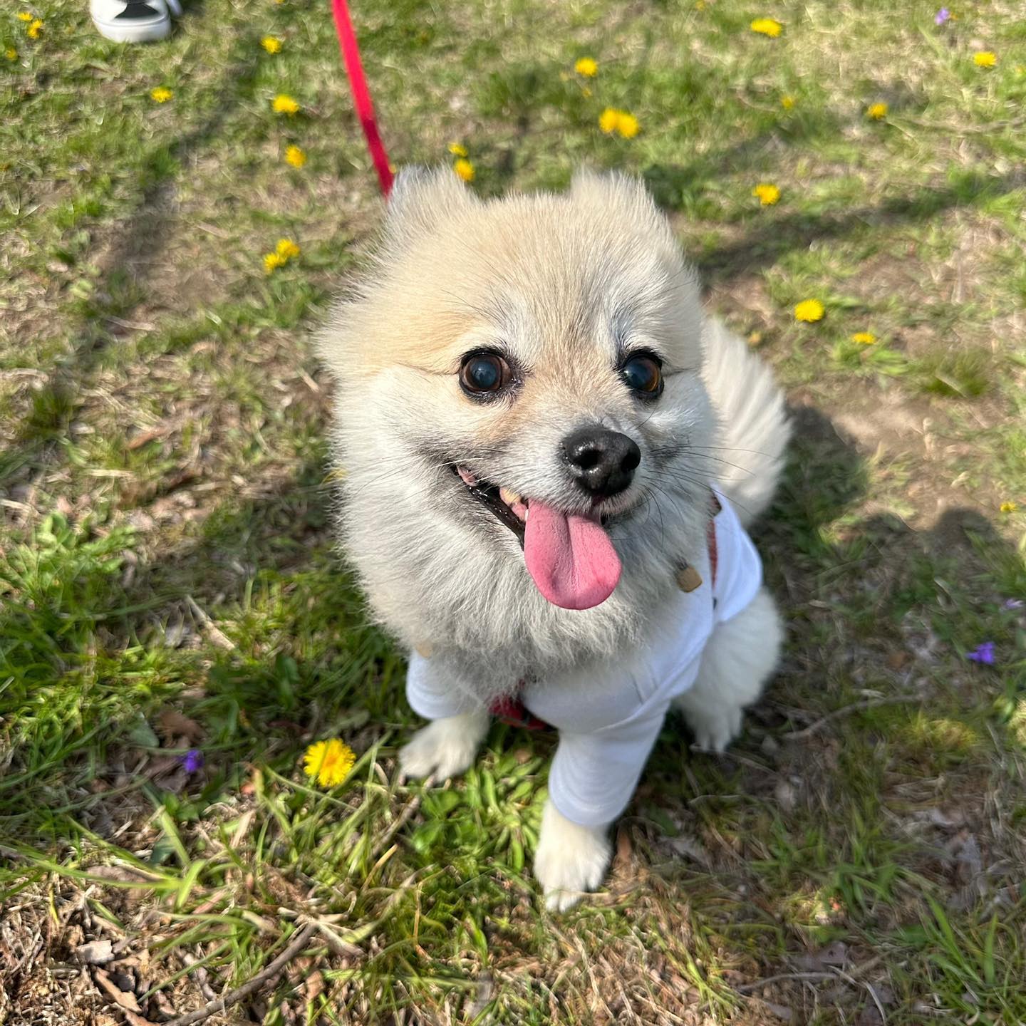 칭구 코코와 같이 산책을 해요 🐶