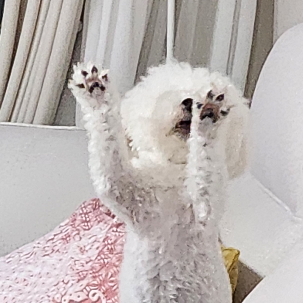 #베리일상🫐 

🐾이모티콘 그 자체인 베리표 하이파이브🐾

언니 칭구들 앞에서 격한 재롱타임은 넘나 행복해🩷

.

#멍스타그램
