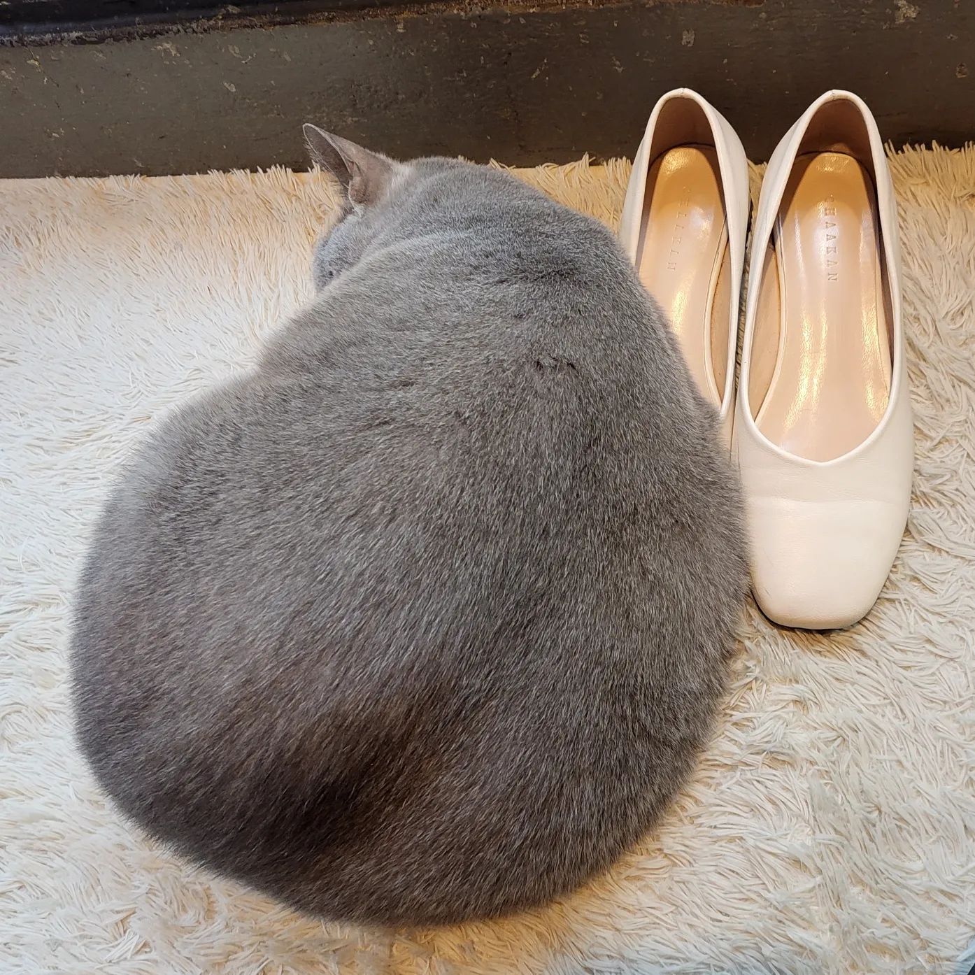 Ma-ha 😺